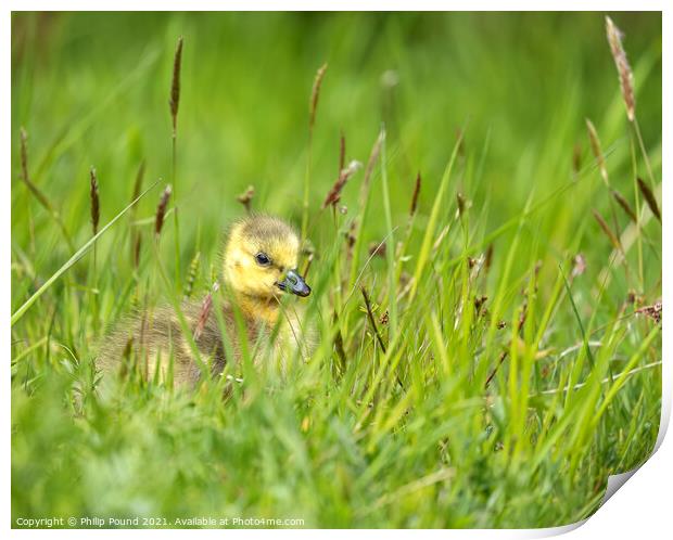 Gosling in the grass Print by Philip Pound