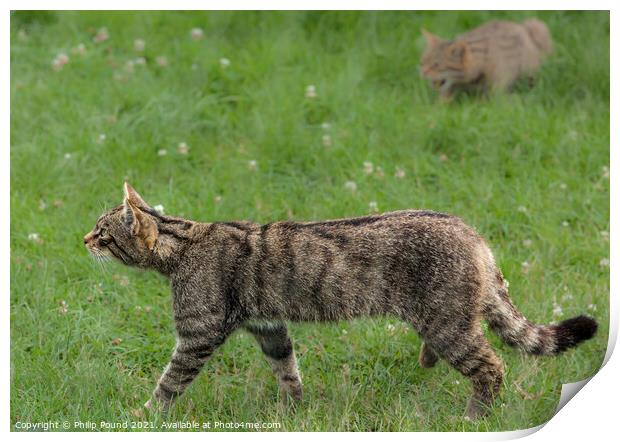A Scottish Wildcat walking on grass Print by Philip Pound