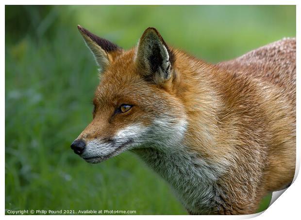 Red Fox Print by Philip Pound