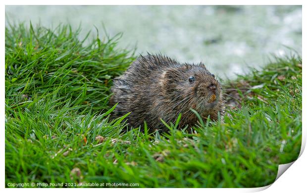 Water vole on a grassy bank near a river Print by Philip Pound