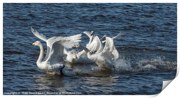 Whooper Swans Fighting Print by Philip Pound