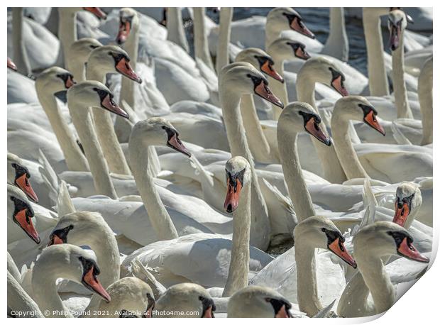 Mute Swans Print by Philip Pound