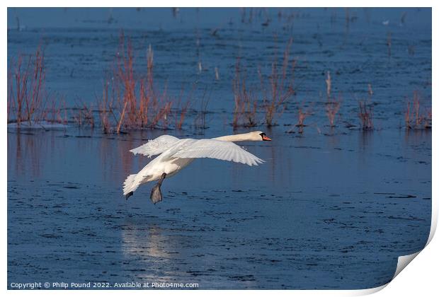 Mute Swan landing on melting ice Print by Philip Pound