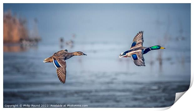 A pair of mallard ducks in flight Print by Philip Pound