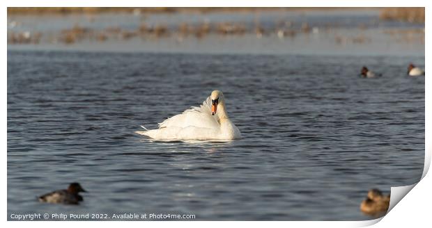 Mute Swan Basking in the sun Print by Philip Pound