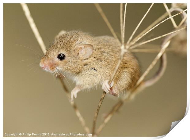 Harvest Mouse Print by Philip Pound