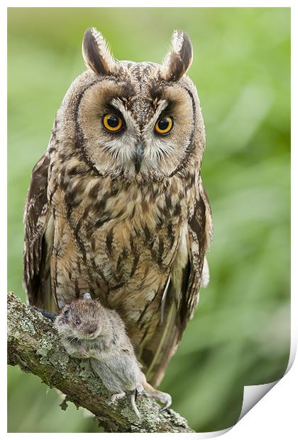 Long Eared Owl holding mouse Print by Philip Pound