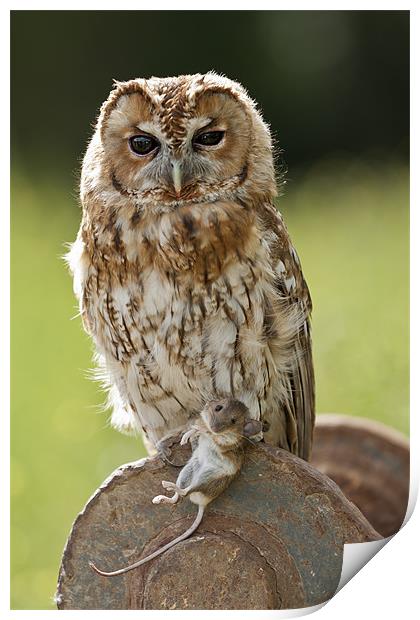 Tawny Owl with Mouse Print by Philip Pound
