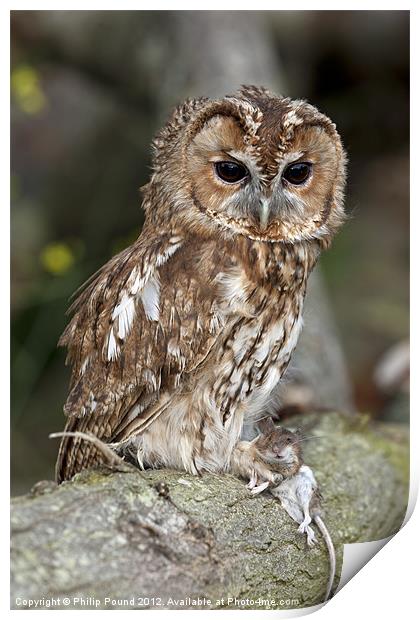 Tawny Owl on branch with mouse Print by Philip Pound