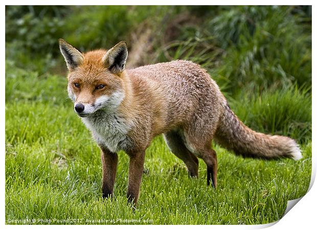 English Red Fox Print by Philip Pound