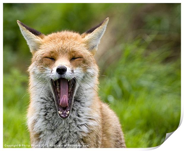 Red Fox Yawning Print by Philip Pound