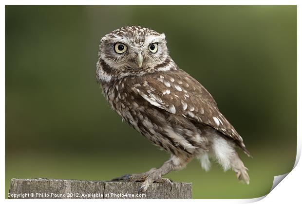 Little owl on a fence Print by Philip Pound