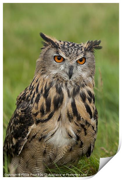 Eagle Owl Sitting in Grass Print by Philip Pound