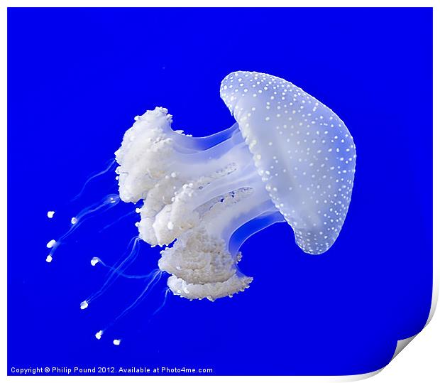 Jellyfish Print by Philip Pound