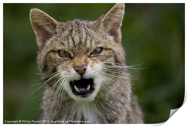 Very Angry Scottish Wildcat Print by Philip Pound