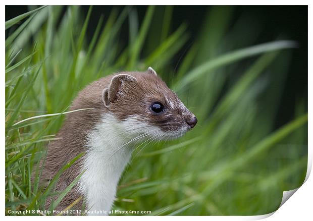 Stoat Print by Philip Pound