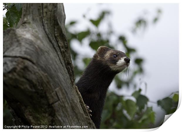 Polecat on the lookout Print by Philip Pound