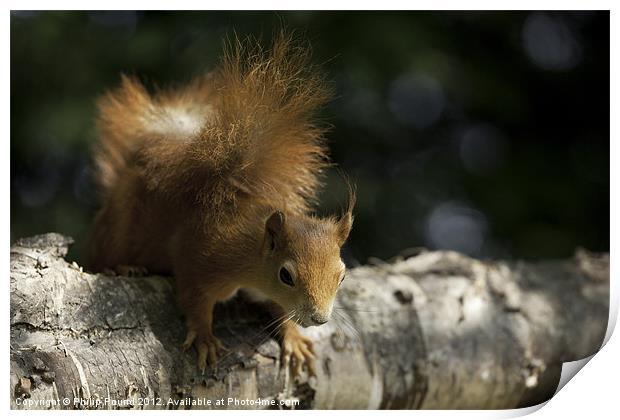 Red Squirrel climbing on branch Print by Philip Pound