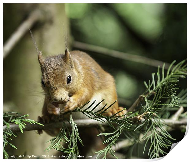 Red Squirrel In Pine Tree Print by Philip Pound
