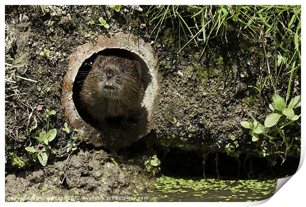 Water Vole Print by Philip Pound