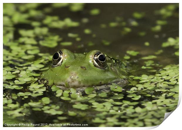 Frog In Pond Print by Philip Pound