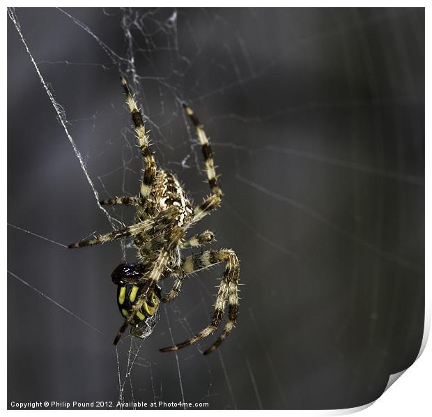 Spider & Hover Fly Print by Philip Pound