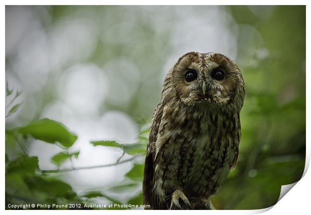 Tawny Owl Perched in Tree Print by Philip Pound