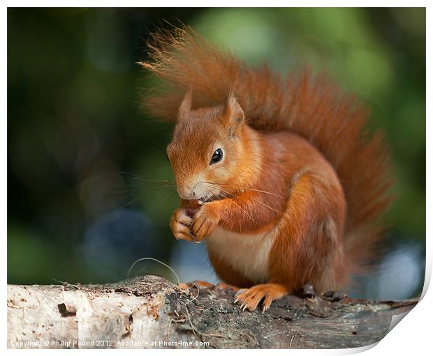 Red Squirrel Eating A Nut Print by Philip Pound