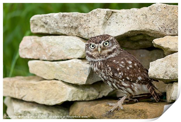 Little Owl on Stone Wall Print by Philip Pound