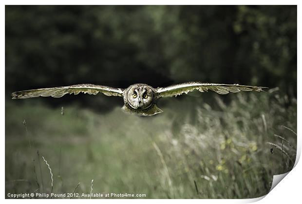 Short Eared Owl in Flight Print by Philip Pound