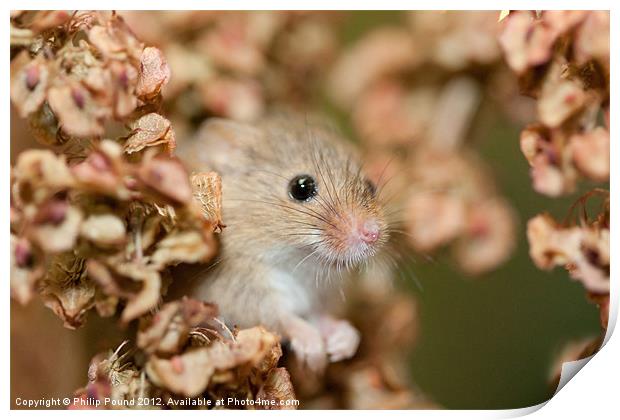 Harvest mouse in dry leaves Print by Philip Pound