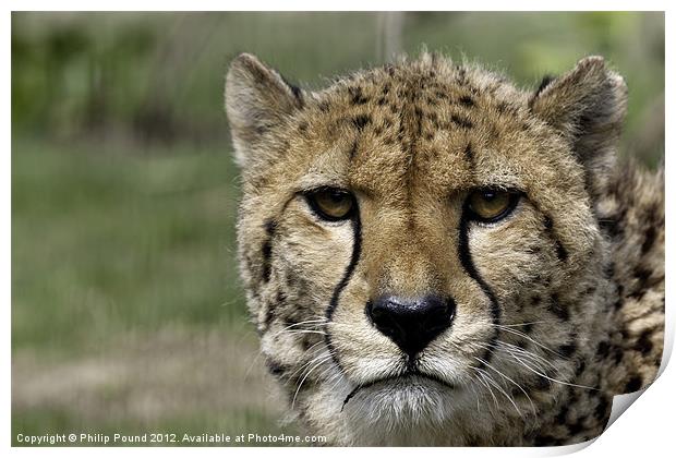Cheetah Portrait Big Cat Print by Philip Pound