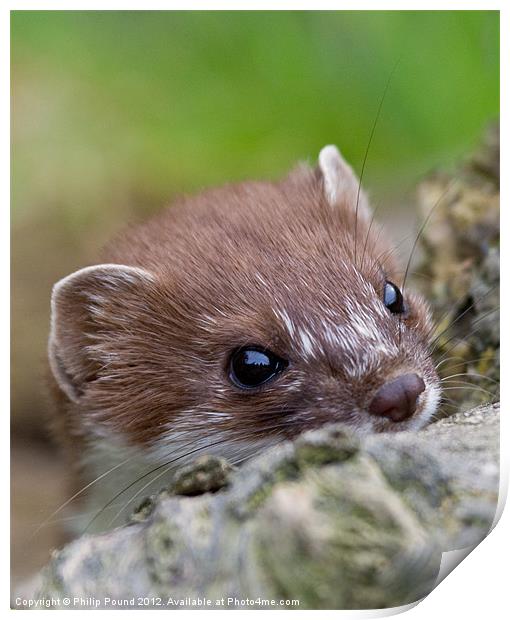 Portrait of a Stoat Print by Philip Pound