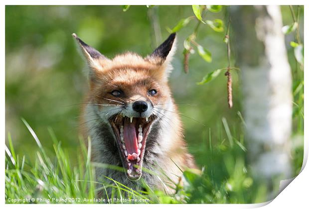 Red Fox With Attitude Print by Philip Pound