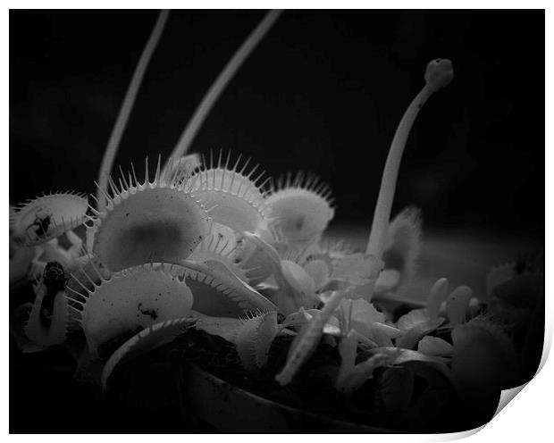 Infrared Venus Fly Trap Print by Philip Pound