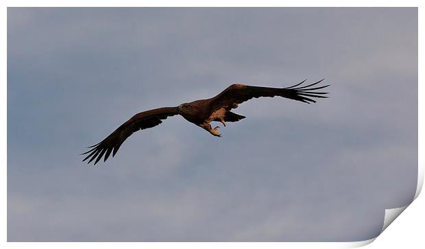 Golden Eagle in Flight Print by Philip Pound