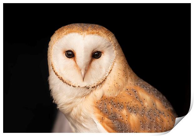 Barn Owl  Portrait Print by Philip Pound