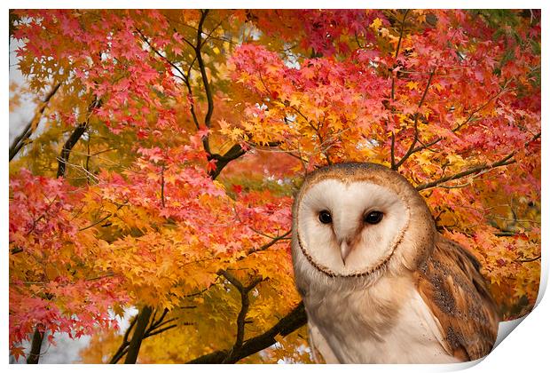 Barn Owl and Autumn Leaves Print by Philip Pound