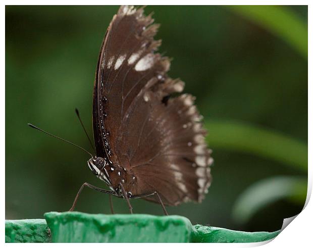 Brown butterfly on post Print by Philip Pound