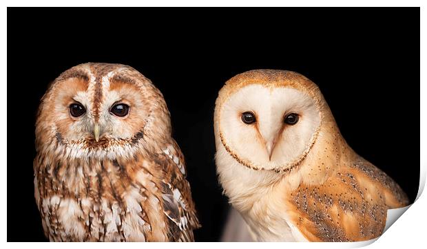 Tawny Owl and Barn Owl Print by Philip Pound