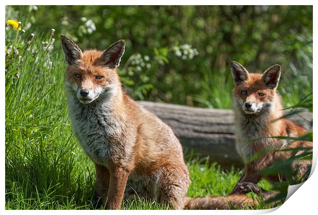 Pair of English Red Foxes Print by Philip Pound