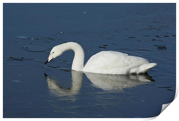 White Swan on Frozen Lake Print by Philip Pound