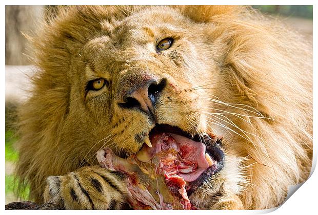 Male Lion Eating Print by Philip Pound