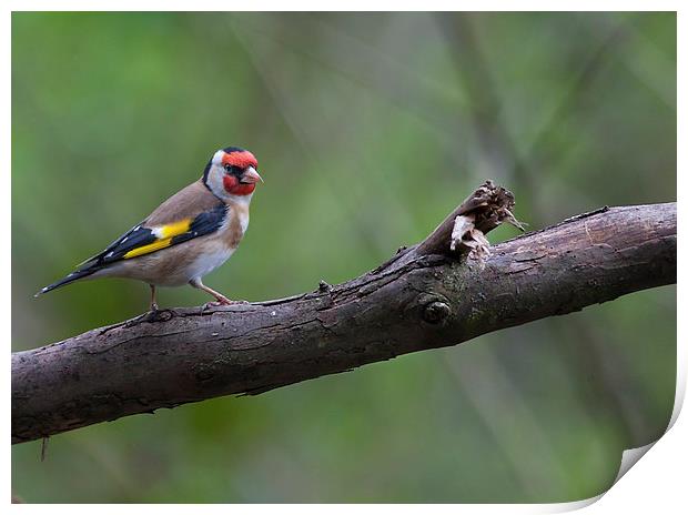 Goldfinch on a Branch Print by Philip Pound