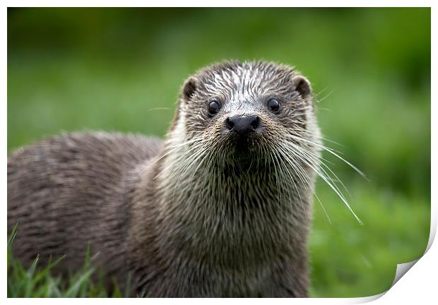 River Otter Close Up Print by Philip Pound