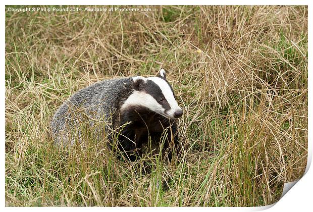  Badger in wild grass Print by Philip Pound
