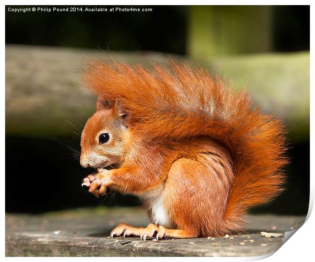  Red Squirrel Eating a Hazelnut Print by Philip Pound