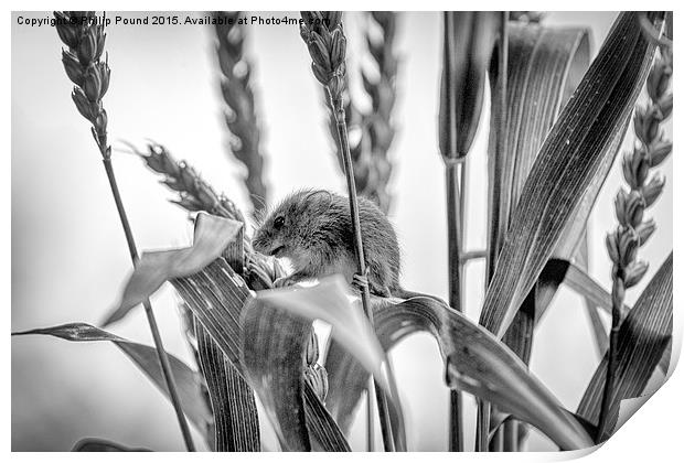  Harvest Mouse  Print by Philip Pound