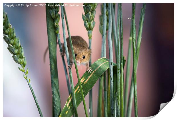  Harvest Mouse in Grass Print by Philip Pound