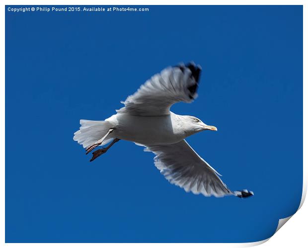 Seagull in Flight Print by Philip Pound